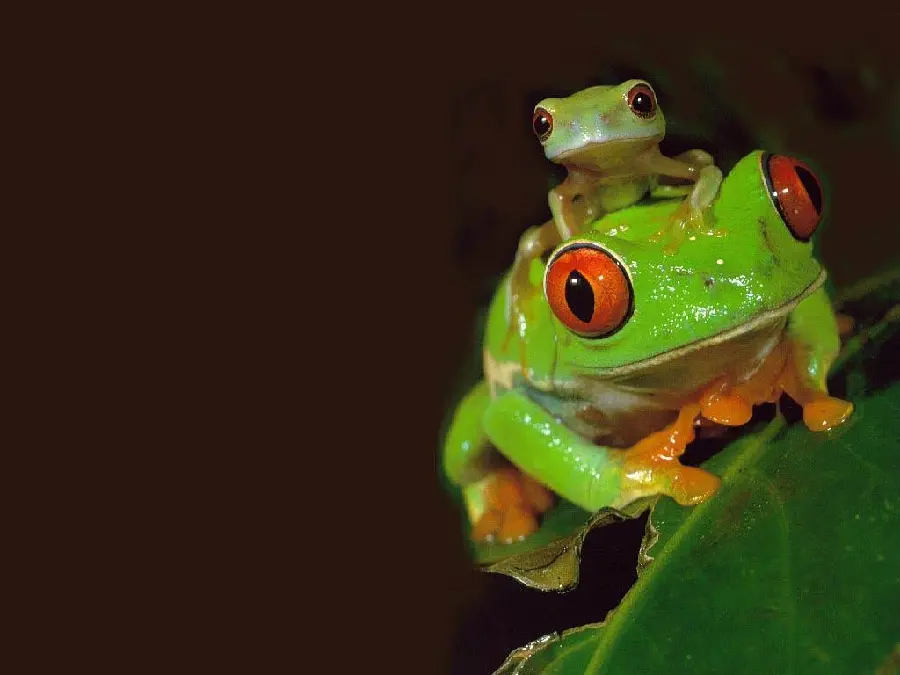 Green Tree Frog Profile For Social Media