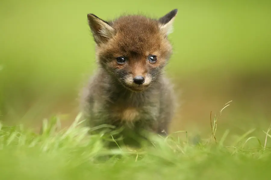 Interesting Light Gray Darwin's Fox Pups Pictures