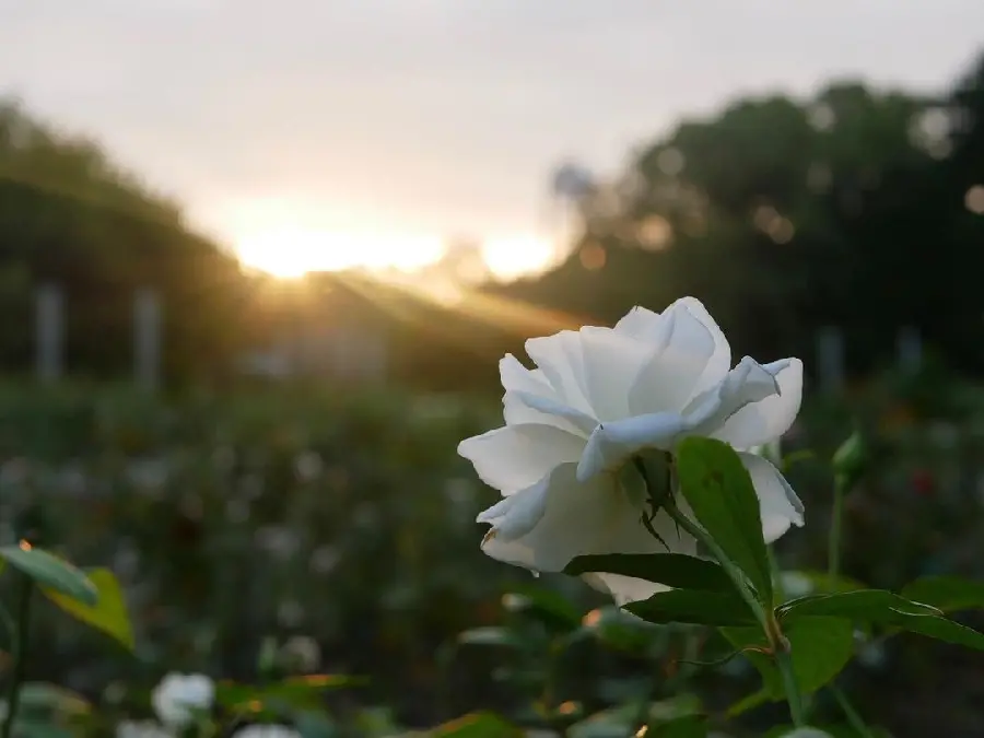 High Quality White Rose Photo
