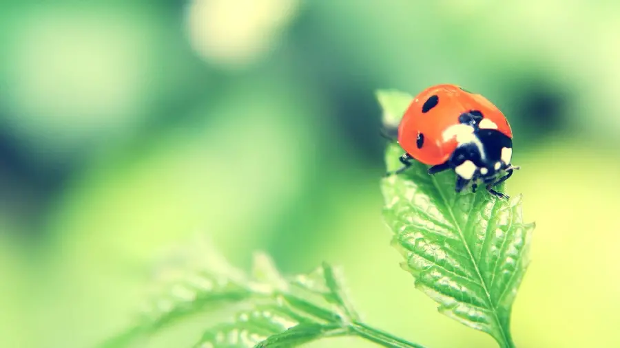 Download Fantasy Ladybug - Best Quality Creative Image