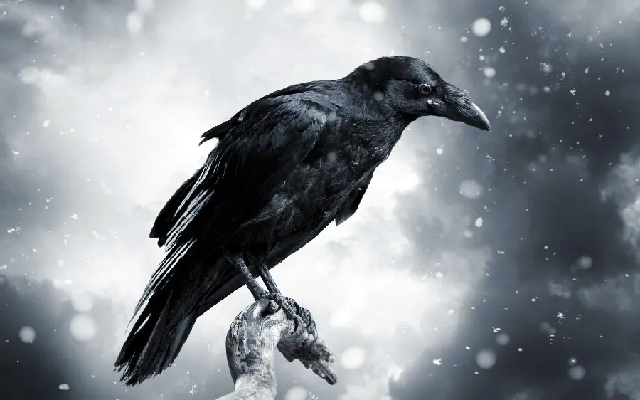 Alaska Crow High Quality Wildlife Photography