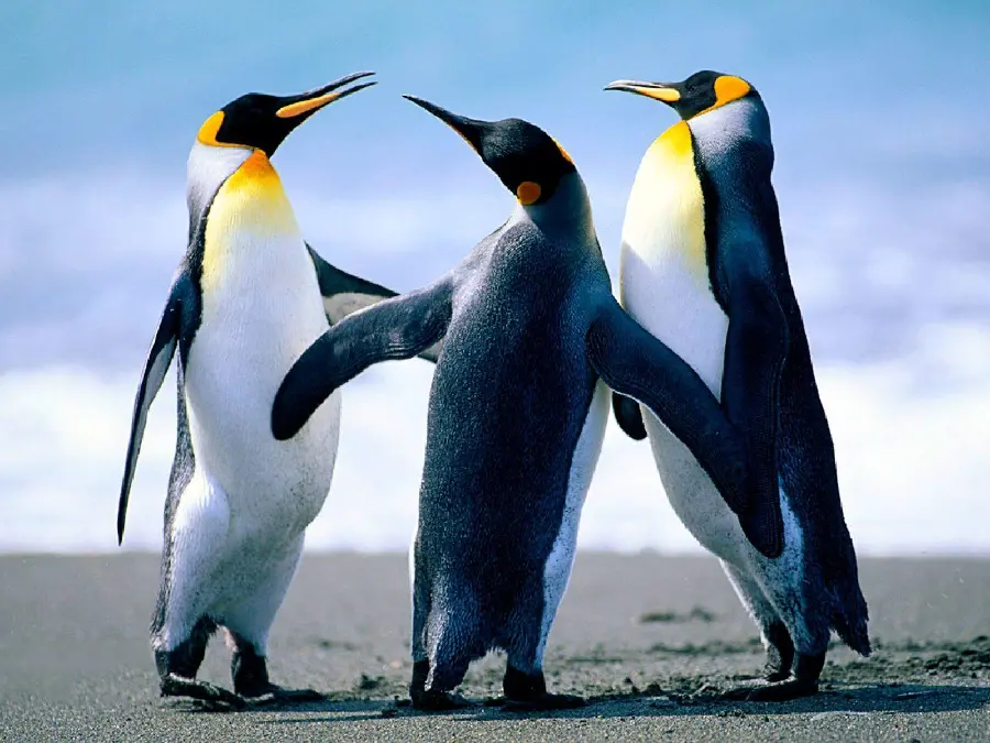 Penguin Profile Picture for Social Media