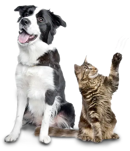 Dog and Cat Playtime Action Photo Capturing Joy