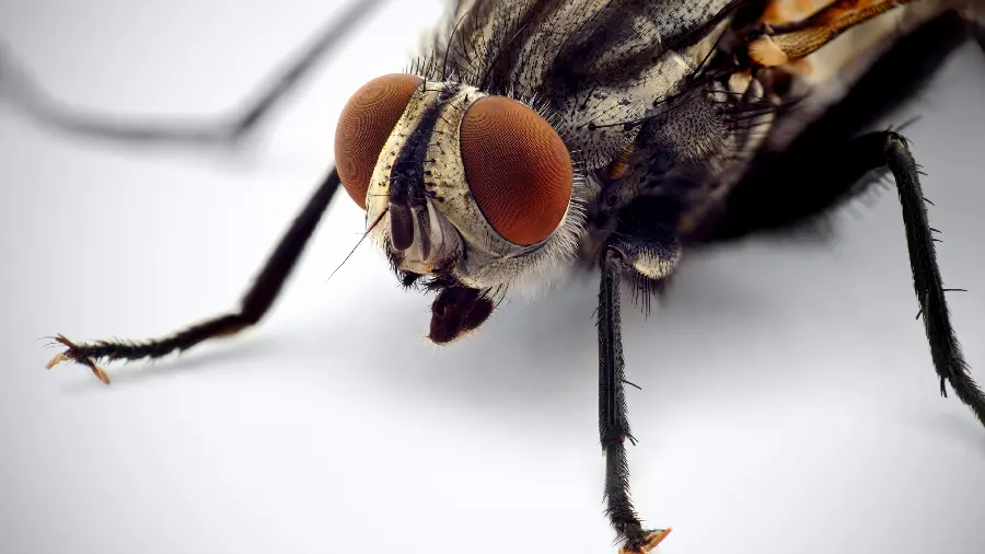 Macro photo of fly with detailed eyes, head and body