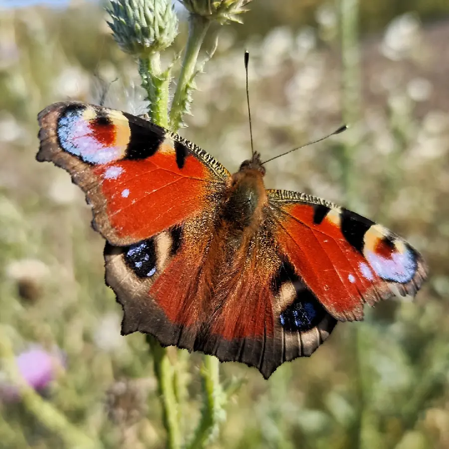 Beautiful butterfly wallpaper best quality
