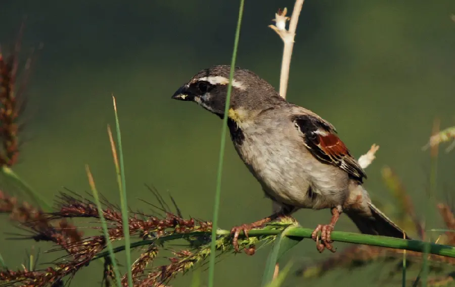 River sparrow species high quality photo