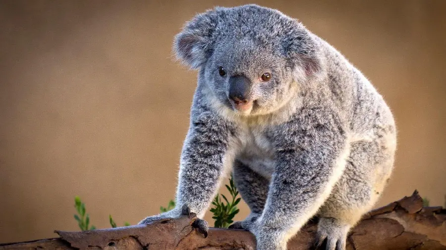 Koala Toy-Like Photos in HD Free