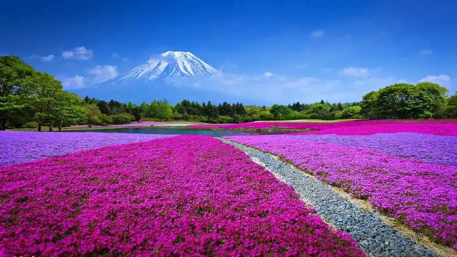 Colorful flowers forest mountain wallpaper