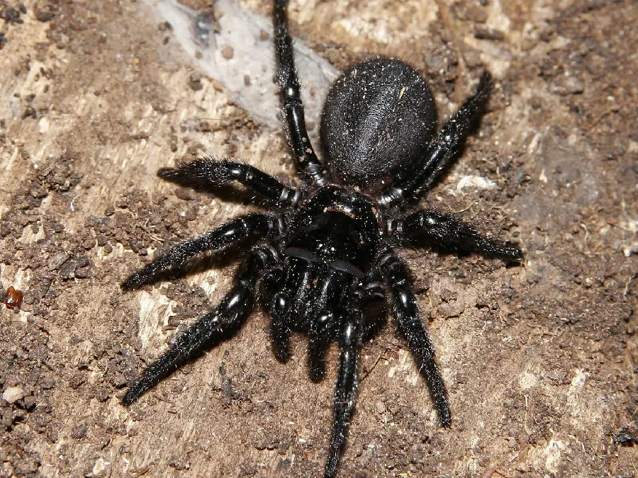 Black Widow Spider Photo with Distinctive Markings and Details
