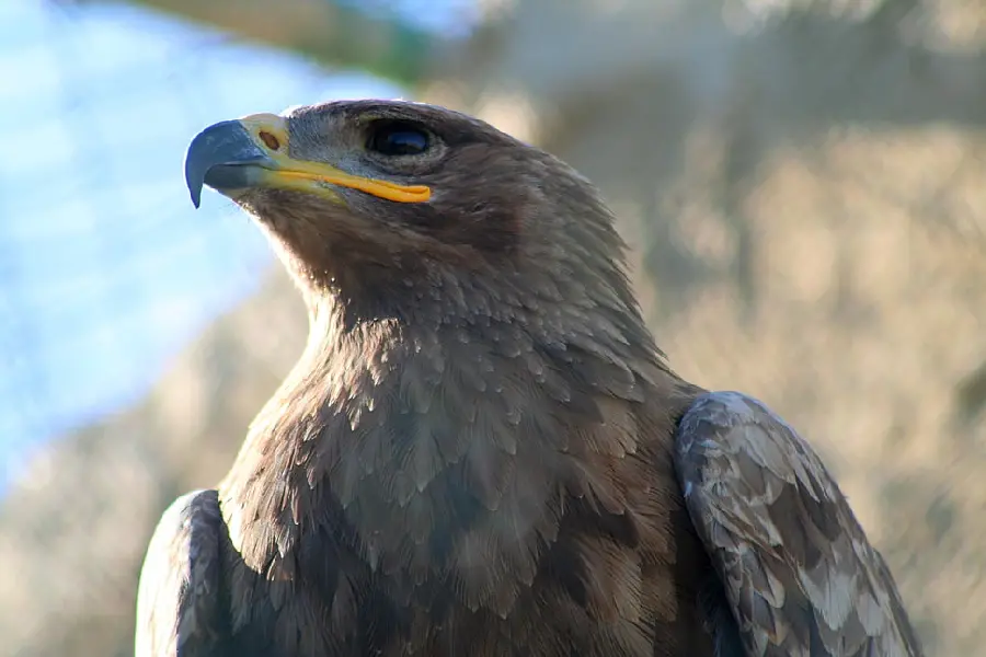 Golden Eagle in Iran Photo for Nature Lovers