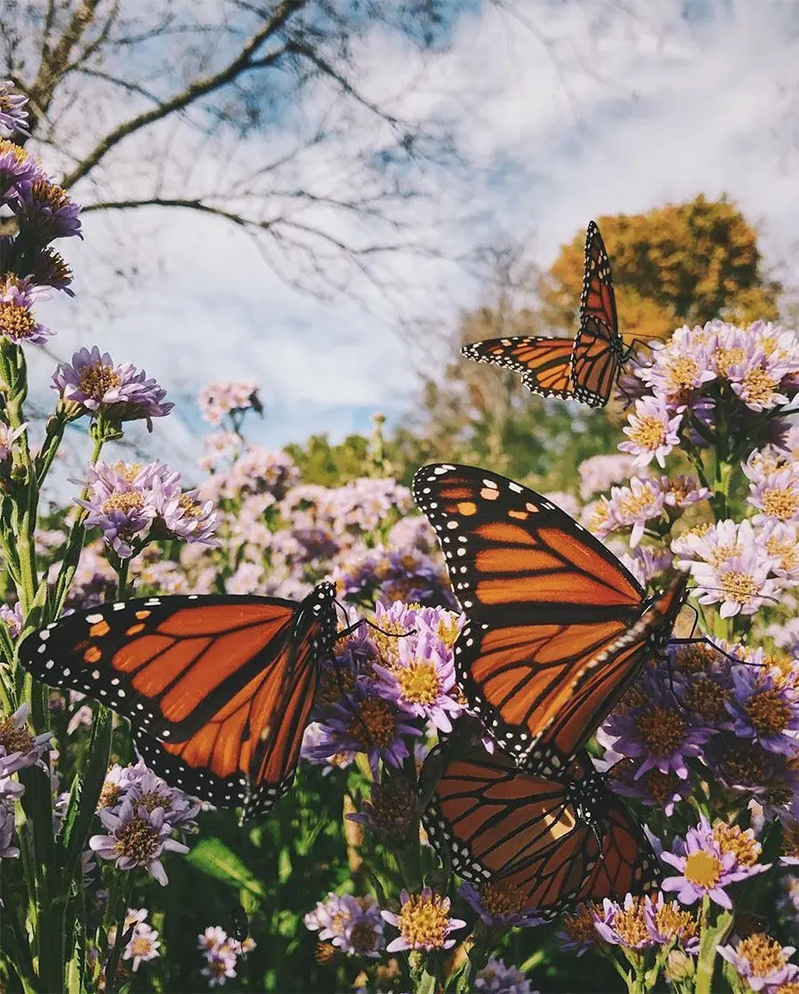 Beautiful butterflies on flowers profile photo