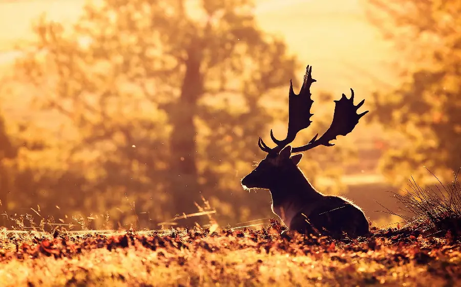 Male deer high quality photo HD