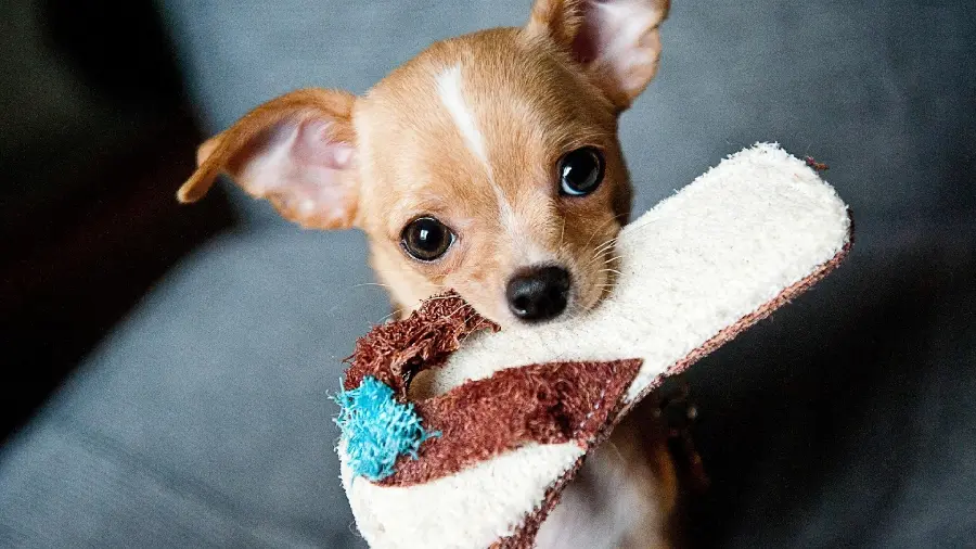 Interesting Chihuahua Wallpaper in HD Quality