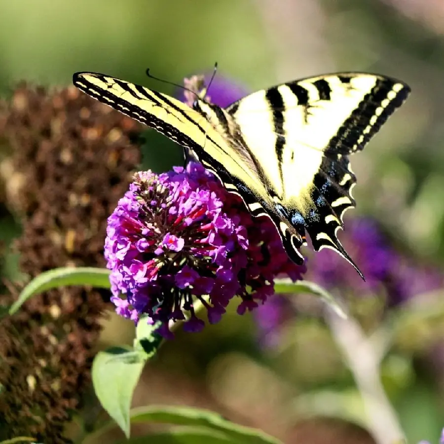 HD Butterfly and Flower Wallpaper