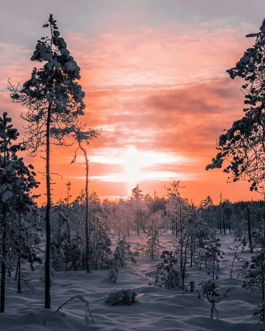 Beautiful Snow-Covered Trees Wallpaper in High Quality