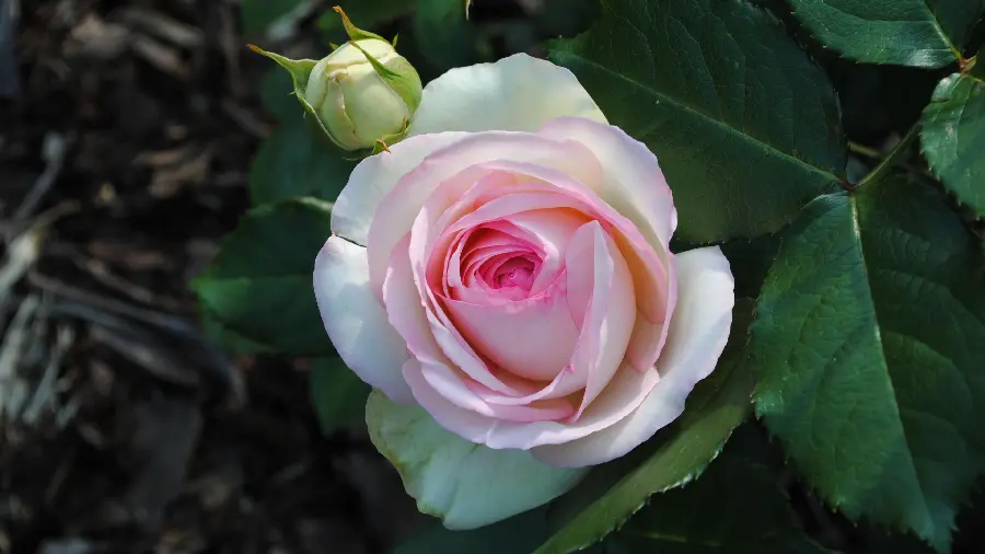 Download the most beautiful and fragrant rose flower in best quality