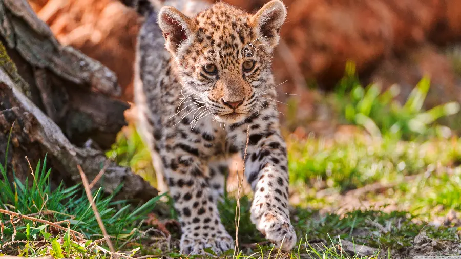 Download Cute Baby Jaguar Photo In 4K Quality