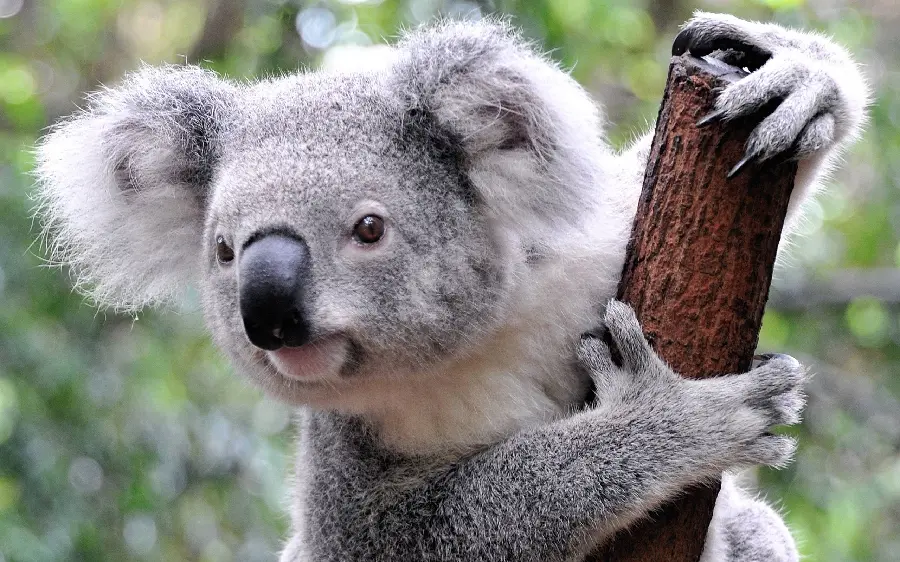 Koala Wallpaper Profile Images
