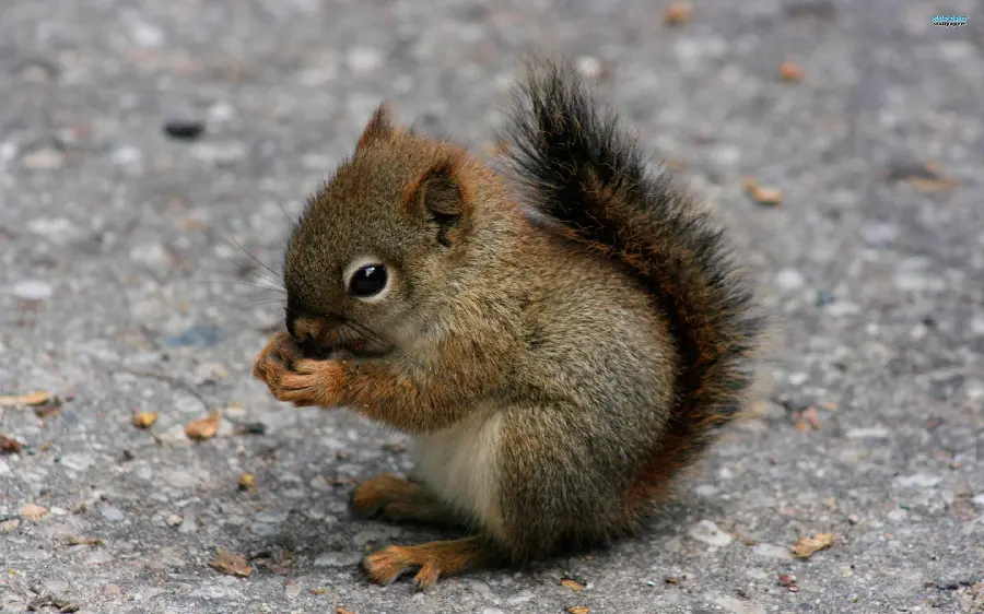 Squirrel Feeding High-Res Photo