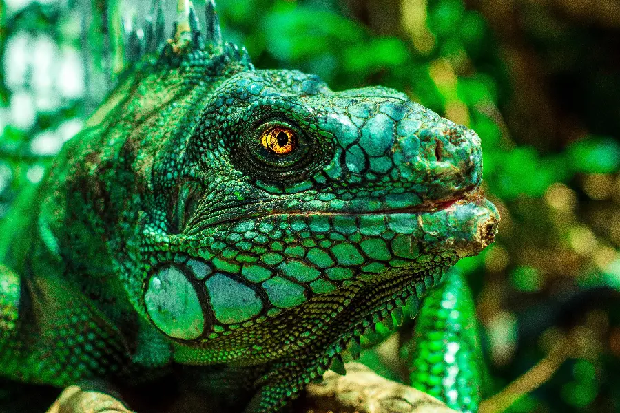 Green iguana photos high quality