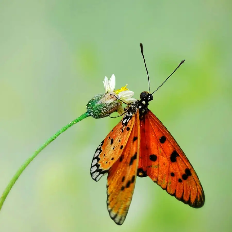 Beautiful Butterfly And Flower High Resolution Nature Photo