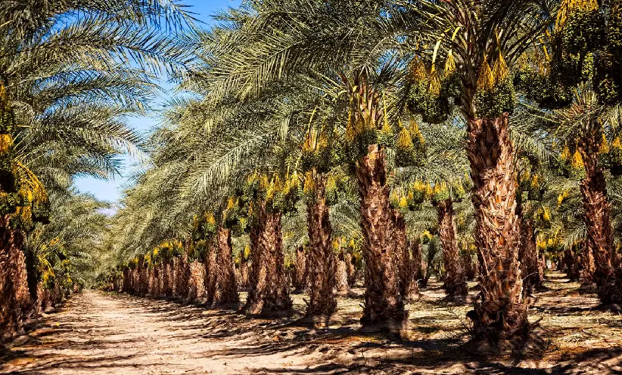 Date Palm Tree Photo - Free Download For Fruit Lovers