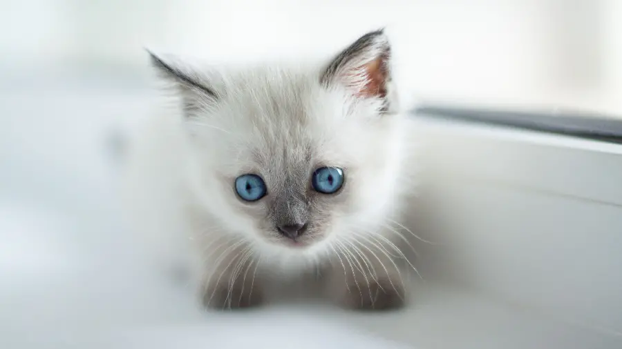 Burmese cat kitten photo in HD quality
