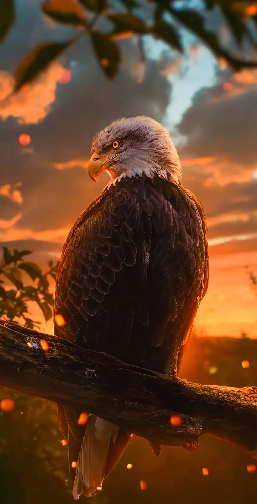 Eagle Wallpaper for Backgrounds in HD Quality