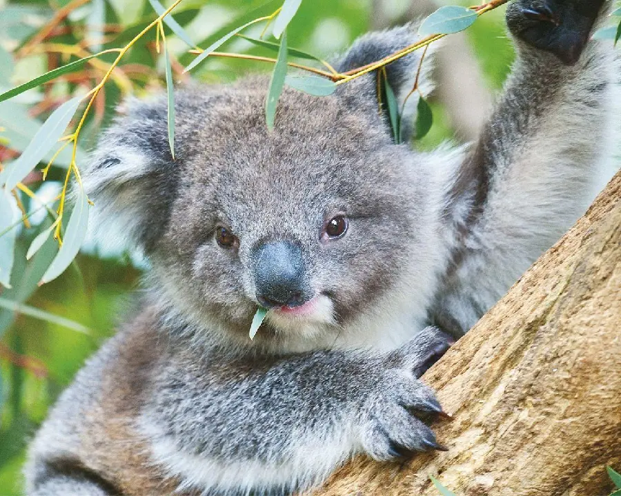 Cute Koala Background for Profile