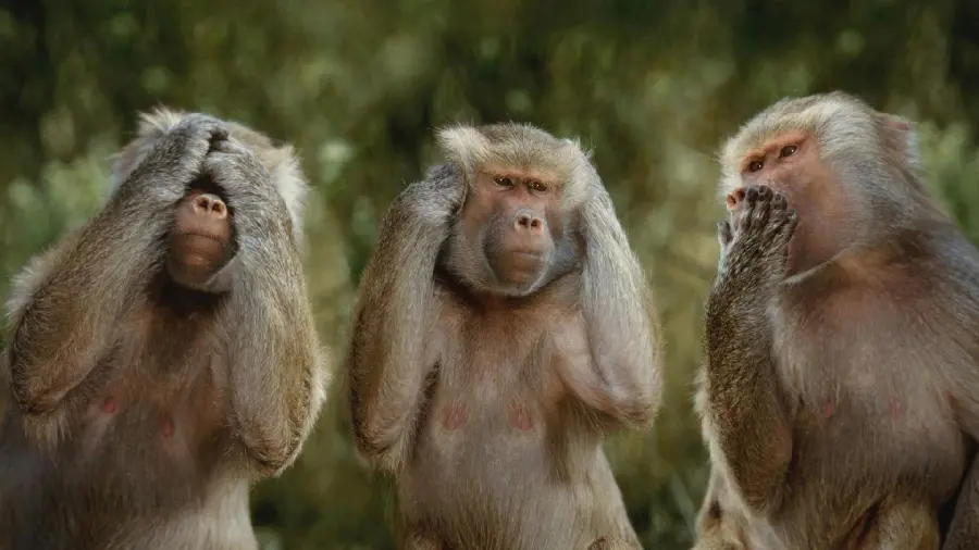 Ugly Monkey HD Quality Photo With Human-Like Features
