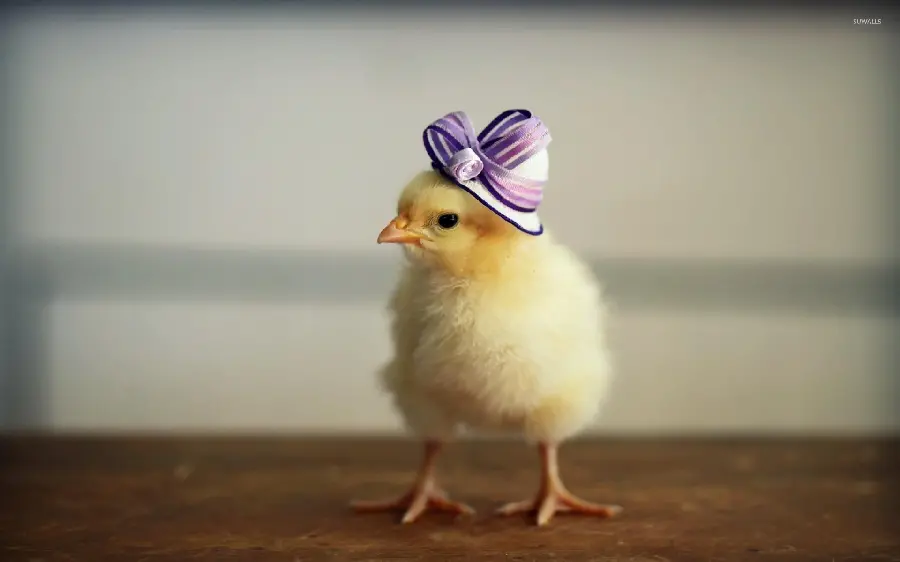 Beautiful Yellow Chick Photo Gallery for Nature Enthusiasts