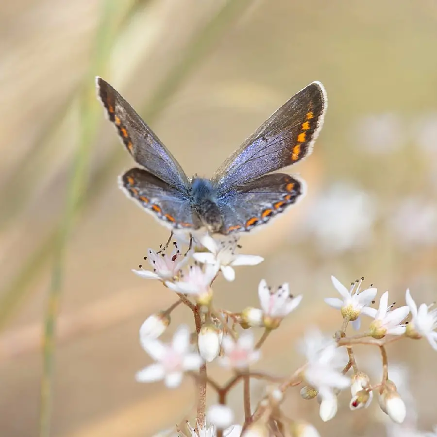 Text Free Butterfly Profile Picture Clean Design