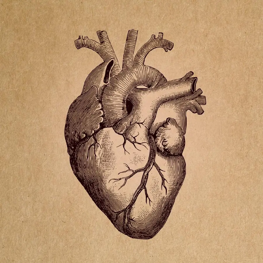 Real human heart photo for simple drawing in HD quality