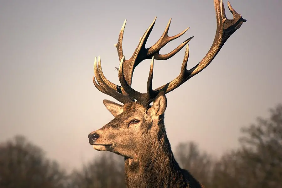 High quality HD deer photo premium