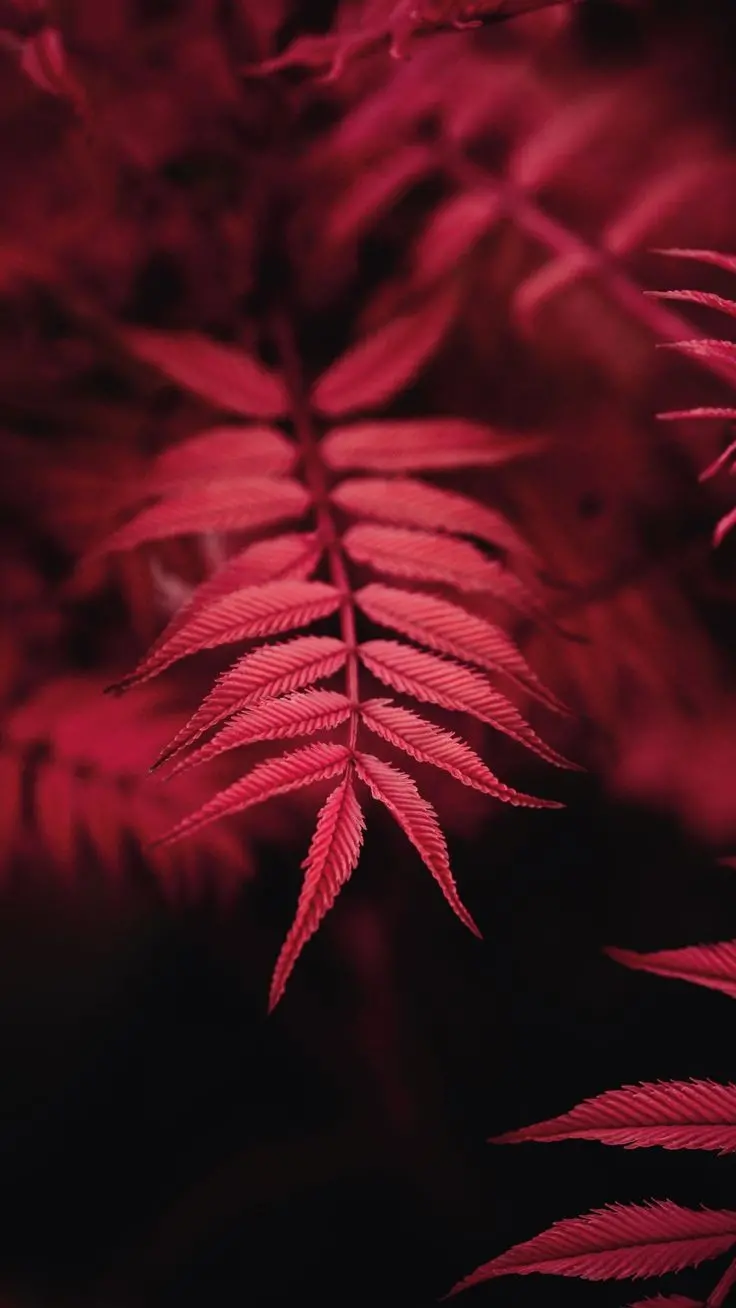 Red Leaf Background For Young Womens Phones