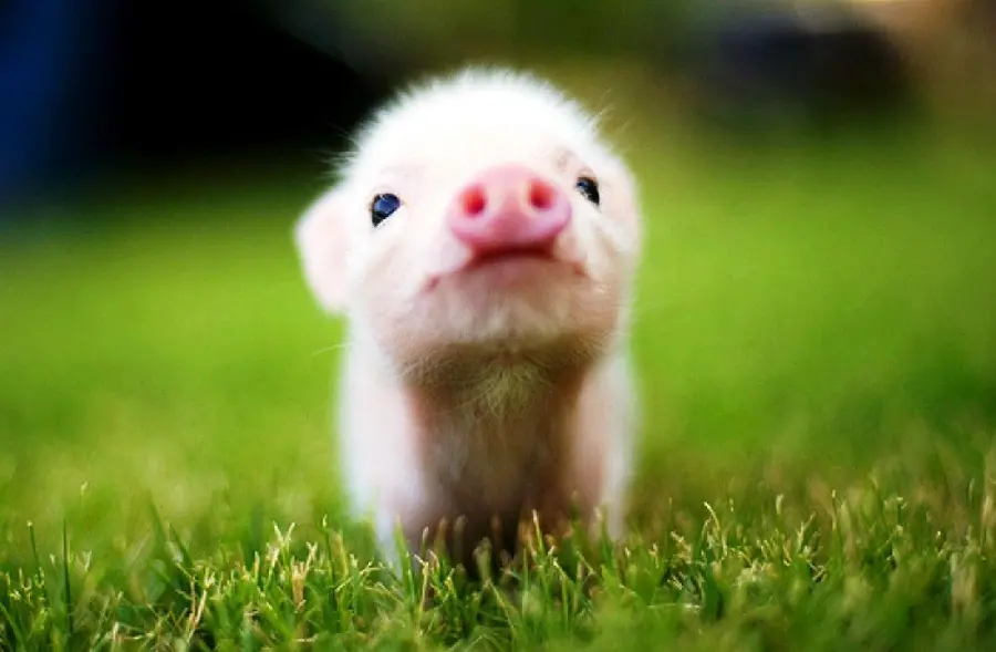 Cute pig picture high quality wallpaper
