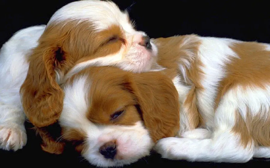 Puppy Profile Pic Download Free
