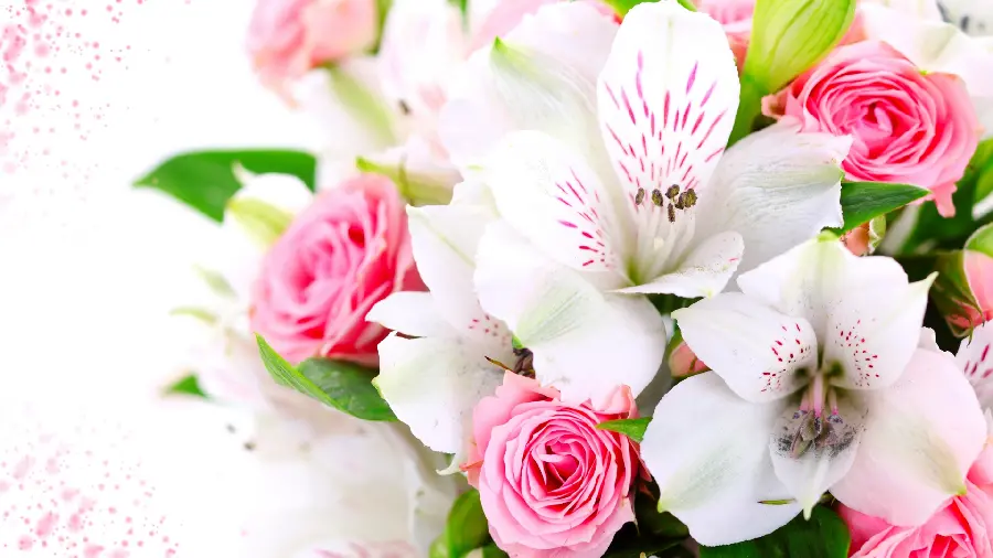 Beautiful Pink Rose Image for Profile Pictures