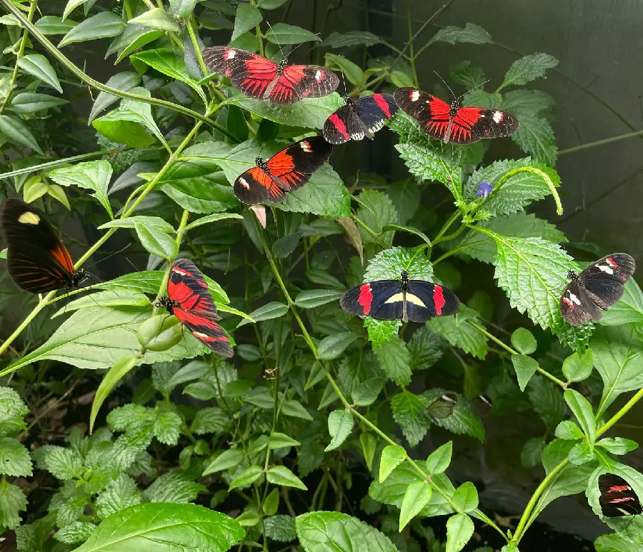 Colorful Butterflies Image Collection In Multiple Resolutions