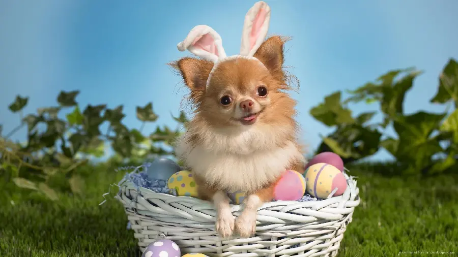 Beautiful Chihuahua Dog Wallpaper for Desktop