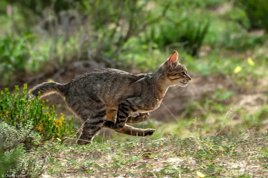 Wildcat High-Quality Image
