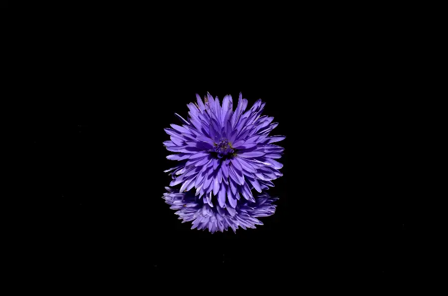 Beautiful Purple Flower Wallpapers For Spring And Nature Lovers