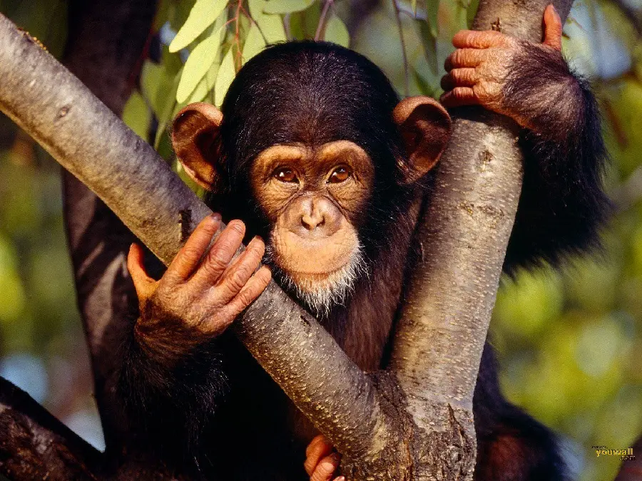 Funny Ugly Monkey With Amusing Expression Photo