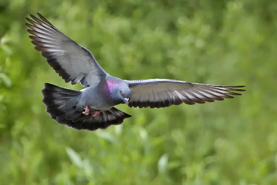 High Quality Pigeon in Flight Photo for Dynamic Displays