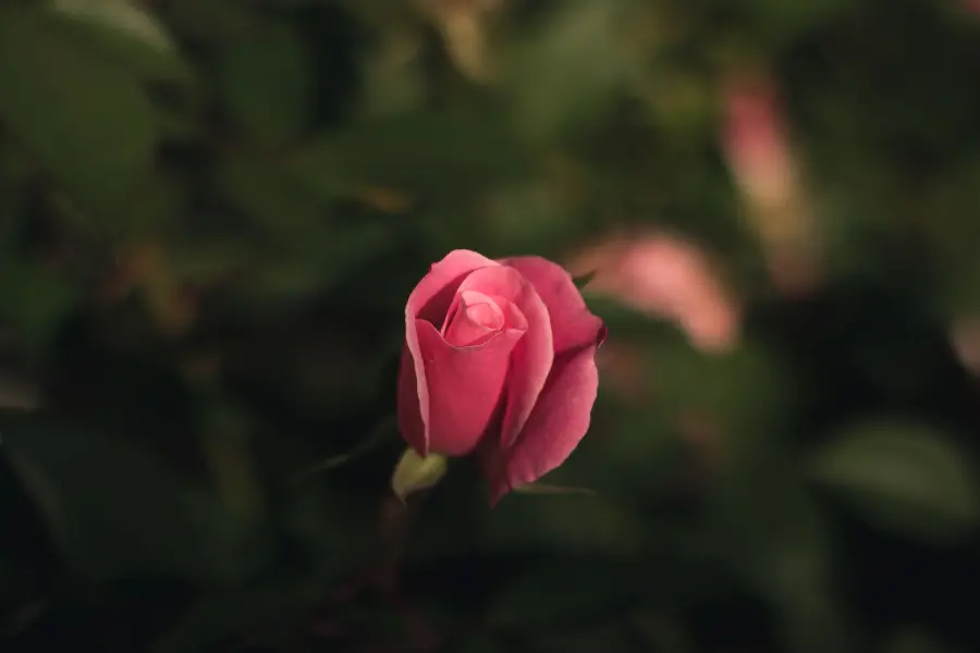 High Quality Dark Pink Rose Photo