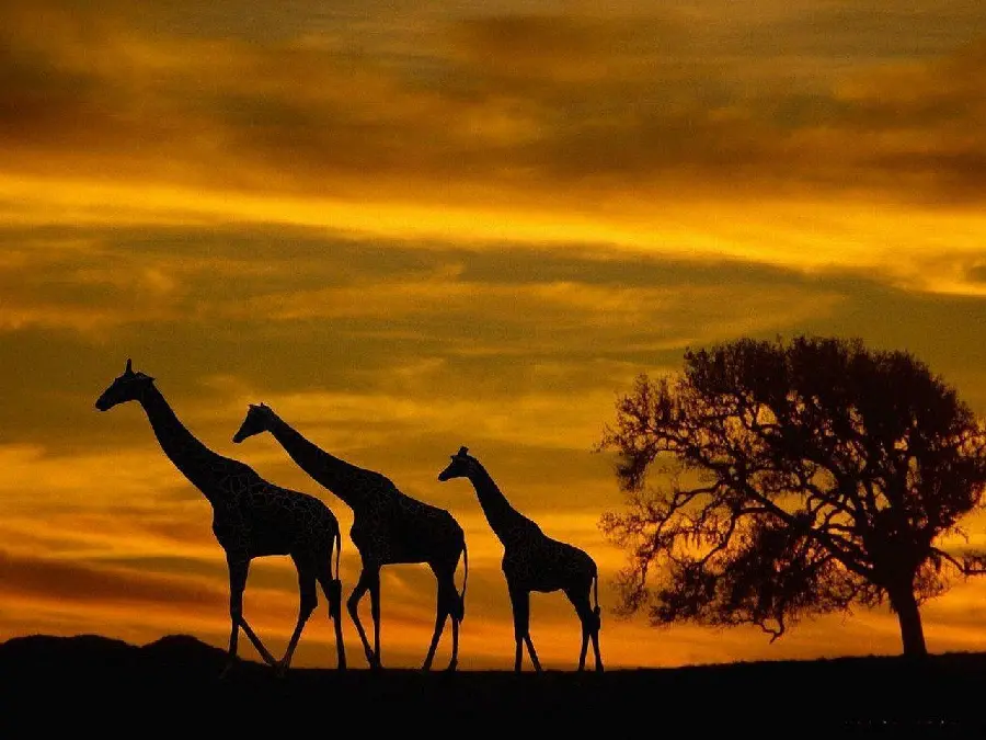 Giraffe at Sunset in Desert High Quality Photo