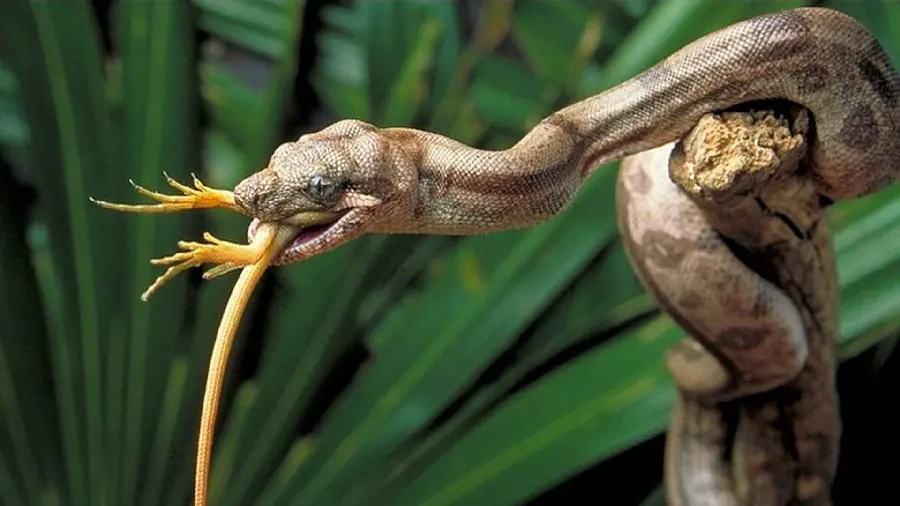 Rattlesnake HD Photo Detailed View