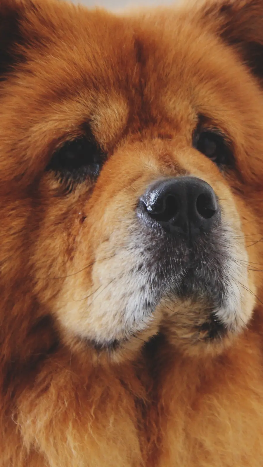Fluffy Chow Chow Desktop Wallpaper