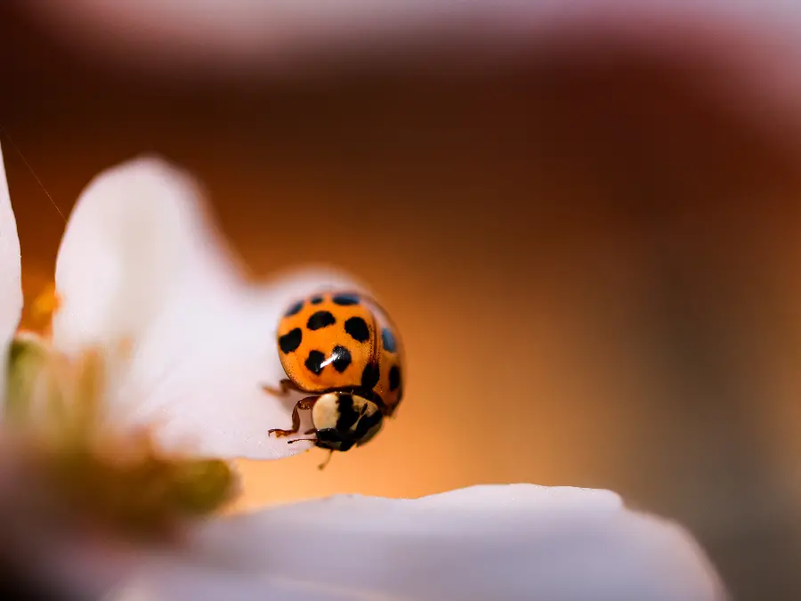Download ladybug close-up photo in 6K quality