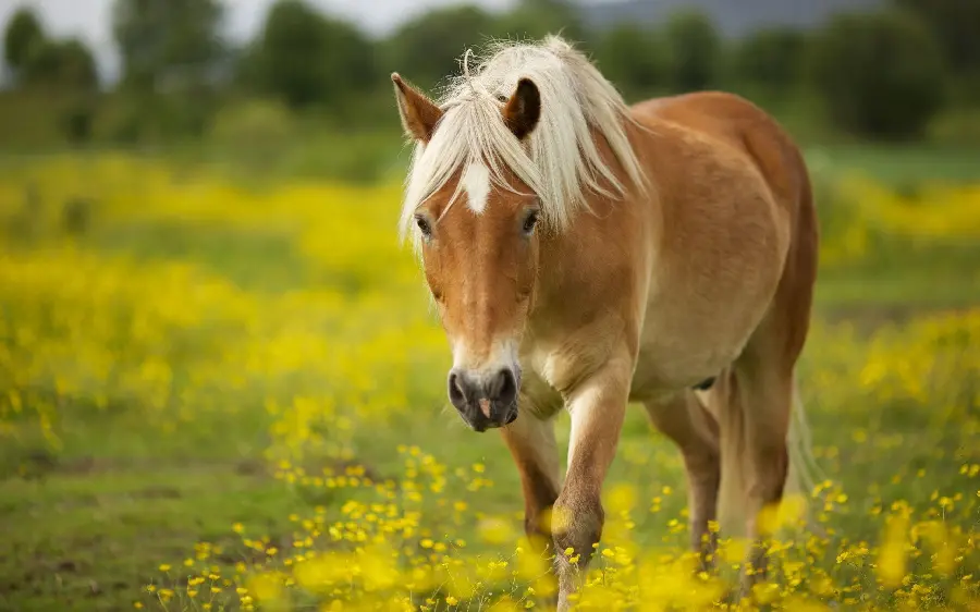 Beautiful Horse HD Quality Photo